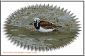 turnstone, turnstones-2
